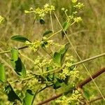 Helinus integrifolius Floare