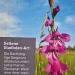 Gladiolus imbricatus Други