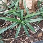 Dracaena zeylanica Листок