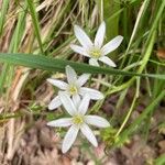 Ornithogalum gussonei Цвят