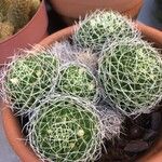 Mammillaria decipiens Foglia