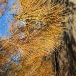 Allocasuarina torulosa Blad