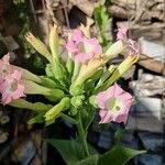 Nicotiana tabacum Blomma