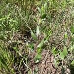 Symphyotrichum sericeum Blad