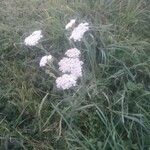 Achillea millefolium 花