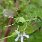 Nigella sativa Frukt