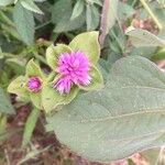 Gomphrena nitida Blüte