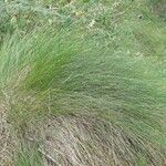 Festuca flavescens Hoja