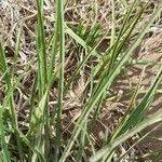 Tragopogon dubius Hoja
