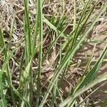 Tragopogon dubius Leaf