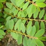 Phyllanthus caroliniensis Лист