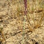 Tragus racemosus Natur