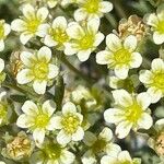 Saxifraga exarata 花