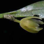 Octomeria costaricensis 花