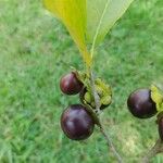 Diospyros inconstans Fruit