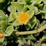 Mesembryanthemum cordifolium Blüte