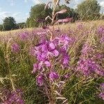 Epilobium angustifoliumCvet