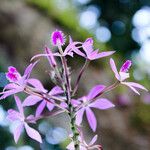 Epidendrum flexuosum Floare