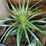Puya mirabilis Leaf