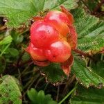 Rubus chamaemorus Frukto