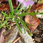 Gypsophila muralis Fuelha