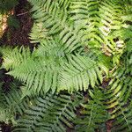 Dryopteris filix-mas Blad