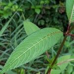 Impatiens glandulifera Leht