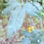 Bidens reptans Leaf