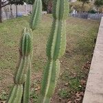 Cereus hexagonus বাকল