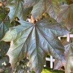 Acer platanoides Lapas