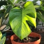 Monstera deliciosaFuelha