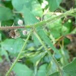 Rubus campaniensis その他の提案