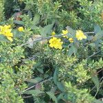 Gelsemium sempervirens Blüte