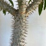 Pachypodium geayi Φλοιός