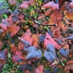 Physocarpus opulifolius Blad