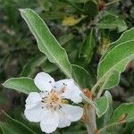 Pyrus amygdaliformis Flower