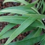 Iris japonica Leaf