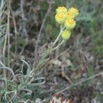 Helichrysum plicatum Habit