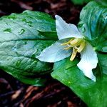 Trillium ovatum Кветка