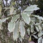 Pittosporum eugenioides Ліст