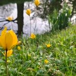 Tulipa sylvestrisVirág