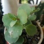 Kalanchoe laxiflora Ліст