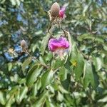 Luehea divaricata Virág