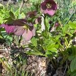 Helleborus orientalis Blomst