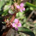 Ammannia senegalensis Fleur