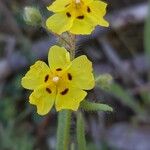 Tuberaria guttataFlower