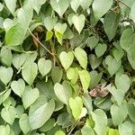Tinospora crispa Hoja