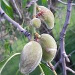 Prunus dulcis Gyümölcs