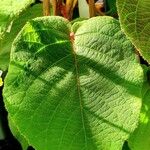 Actinidia chinensisമറ്റ്