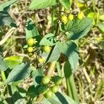 Solanum americanum Fruit